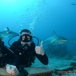 Shark dive - St Maarten
