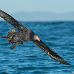 Northern Giant Petrel (Macronectes halli)