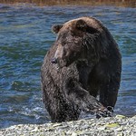 Alaskan Coastal Brown Bear