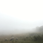 Misty morning II - Counting sheep..