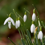 Snowdrops