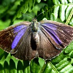 Neozephyrus quercus - Th&eacute;cla du ch&ecirc;ne (FR) ♀ - Purple Hairstreak (UK) - Nazarena (ES) - Tecla della quercia (IT) - Eikenpage (NL) - Blauer Eichen-Zipfelfalter (DE) - Bl&aring;hale (DK) - Eikestjertvinge (NO) - Eksnabbvinge (SE) -Tamminopsasiipi (FI)