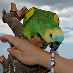 &iexcl;Al ladr&oacute;n!