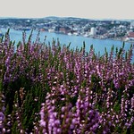 Heather - 224 / 366 Project