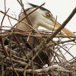 3S5X2358 I'M So Bored On This Nest !