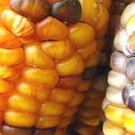 Indian Corn