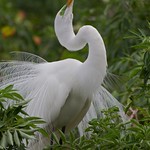 Great Egret in courting pose