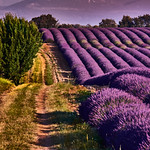 Lavender field high plateau, Provence, Valensole
