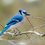 Blue Jay