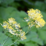 Yellow Meadow Rue