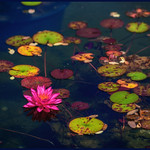 Water Lily
