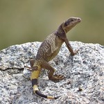 Juvenile Chuckwalla- Borrego Palm canyon-Anza Borrego park