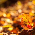 Golden blaze of leaves