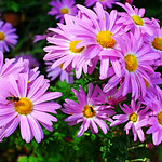 Aster Amellus