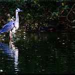 IMG_2799_Heron