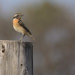 Whinchat