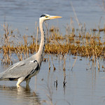 Grey heron -Garza real (Ardea cinerea)