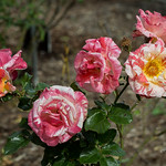 Colours on a Winter's day