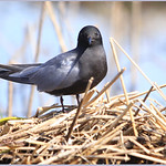 Black Tern