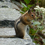 Cascade Golden-Mantled Ground Squirrel