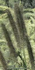 Pennisetum alopecuroides 'Moudry'