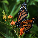 A Desperate Call To Action!