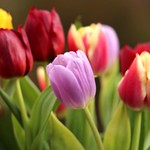 Tulips