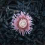 slow motion detonation