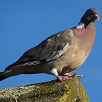 Pigeon