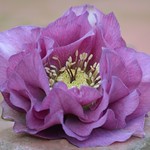 Double Pink Hellebore
