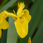 Sumpfschwertlilie (Iris pseudacorus)am Ufer des Wuhleteichs - Yellow flag on the Wuhle Pond shore