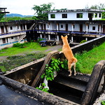 ,, The Dog Palace Roof ,,