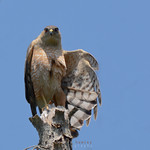 Sharp-shinned Hawk (female)