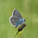 IMG_2398. COMMON BLUE (Polyommatus icarus) male
