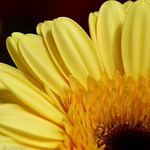 Yellow Gerbera