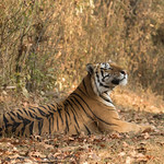 Bengal Tiger - Panthera tigris tigris