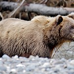 Coastal Brown Bear Down Embankment