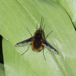 Dark-edged Bee-fly (Bombylius major)