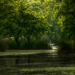 sazlıklardan havalanan