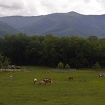 Horse Pasture in the Valley