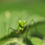 Alien mantis