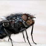 Fence supporting the weight of a fly