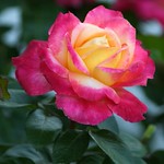Love and Peace Rose