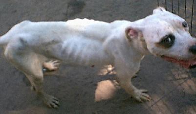 starving dog
