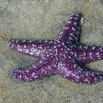 Purple Starfish