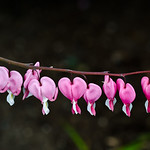 No Broken Heart's here.