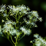 423A4744 ....Just a wild weed.