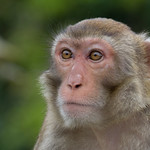 Macaque
