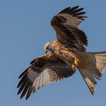 Milan royal - Espagne 2015