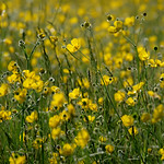 the earth laughs in flowers